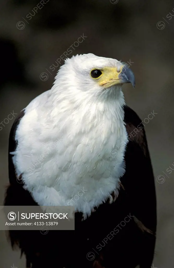 African Fish Eagle,Haliaeetus vocifer,,Africa,adult portrait