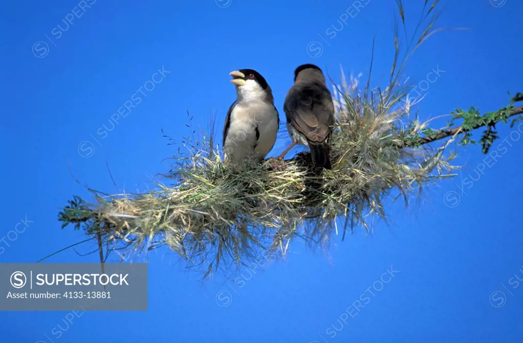 Black-Capped Social Weaver,Pseudonigrita cabanisi,Samburu Game Reserve,Kenya,Africa,adult couple on nest