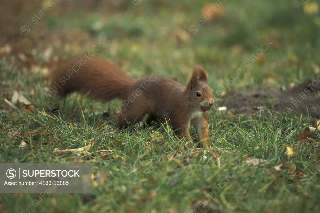 Red Squirrel , Sciurus vulgaris , Germany , Adult with hazelnut running