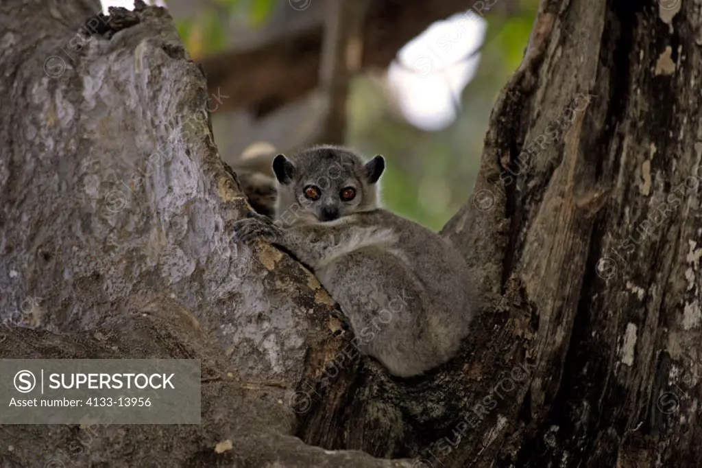 White footed sportive Lemur, Lepilemur leucopus, Berenty Game Reserve, Madagascar, resting on tree