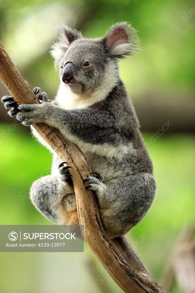 Koala,Phascolarctos cinereus,Australia,adult on tree