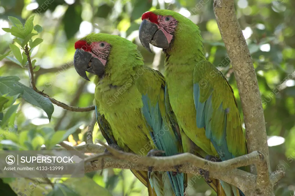 Military Green Macaw , Great Green Macaw , Grand Military Macaw , Ara militaris , Roatan , Honduras , Central America , South America , America