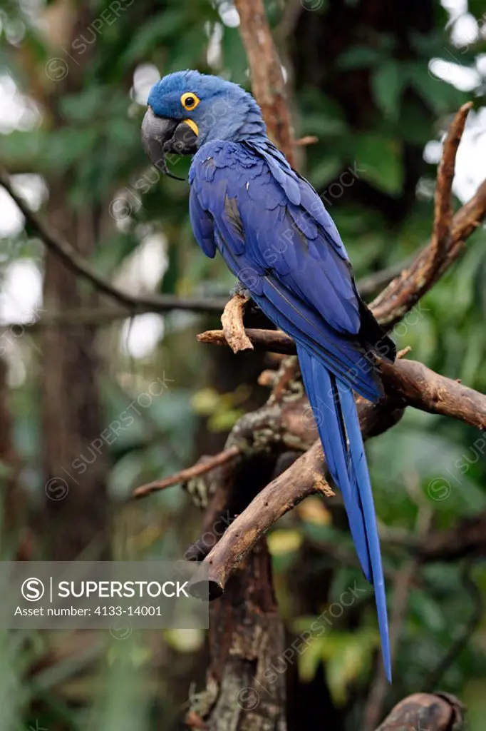 Blue Macaw, Anodorhynchus hyazinthinus, South America, adult on tree