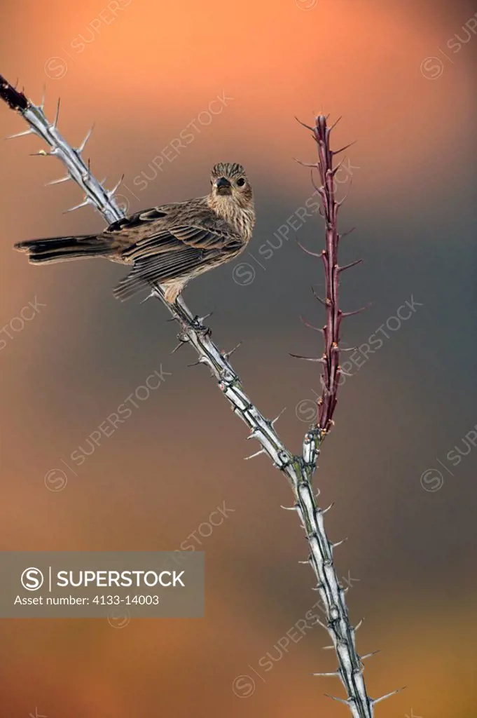 House Finch,Carpodacus mexicanus,Sonora Desert,Arizona,USA,subadult on ocotillo