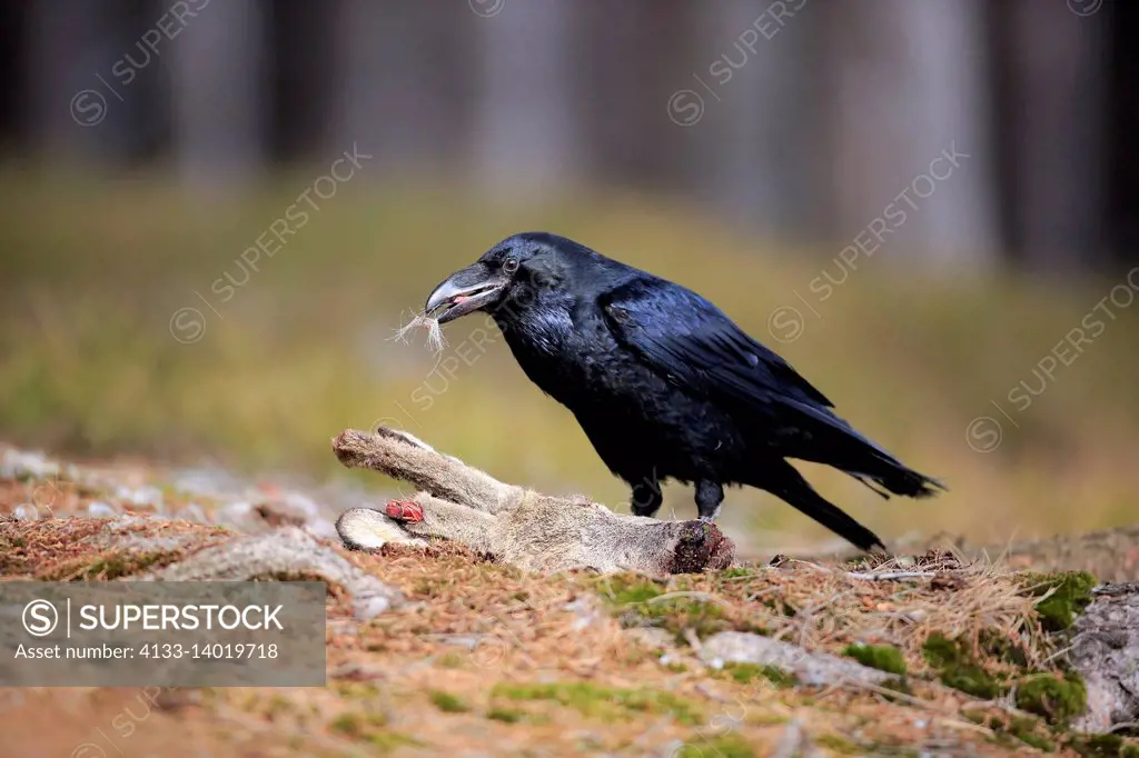 Common Raven, (Corvus corax), adult on ground feeding on carrion, Zdarske Vrchy, Bohemian-Moravian Highlands, Czech Republic