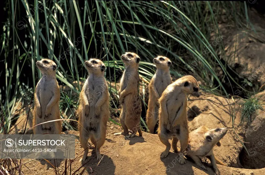 Suricate,Suricate suricatta,South Africa,Africa,group of adults standing upright at cave