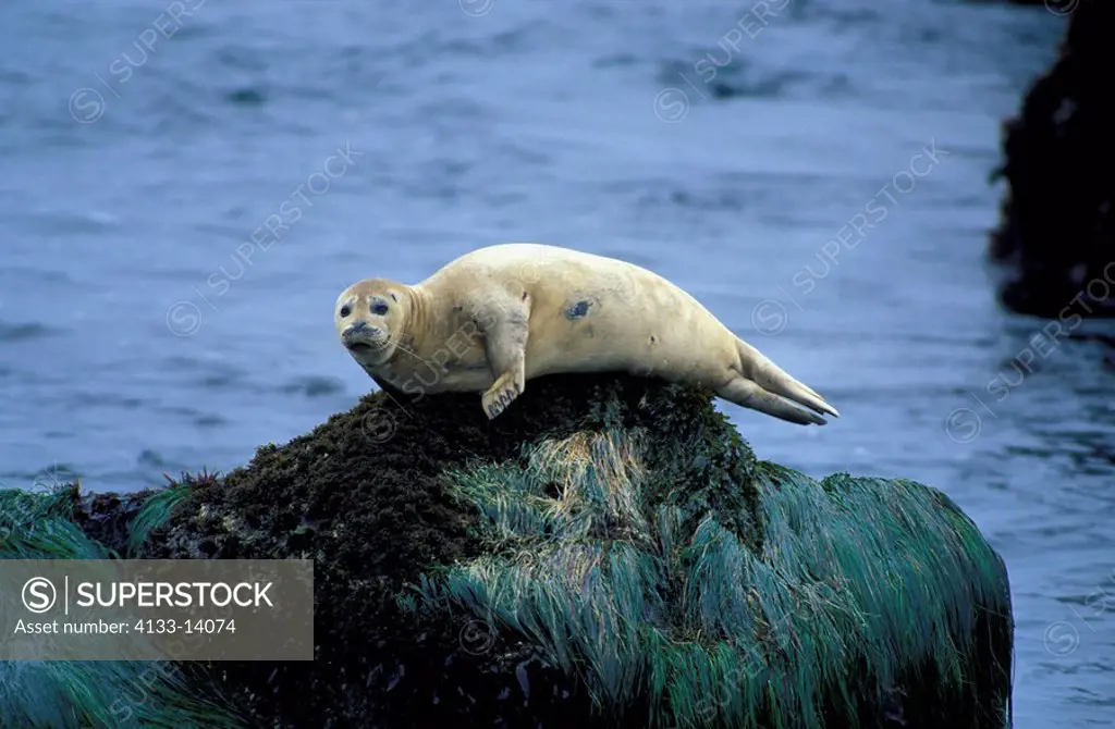 Common Seal,Phoca vitulina,Monterey,California,USA,adult on rock