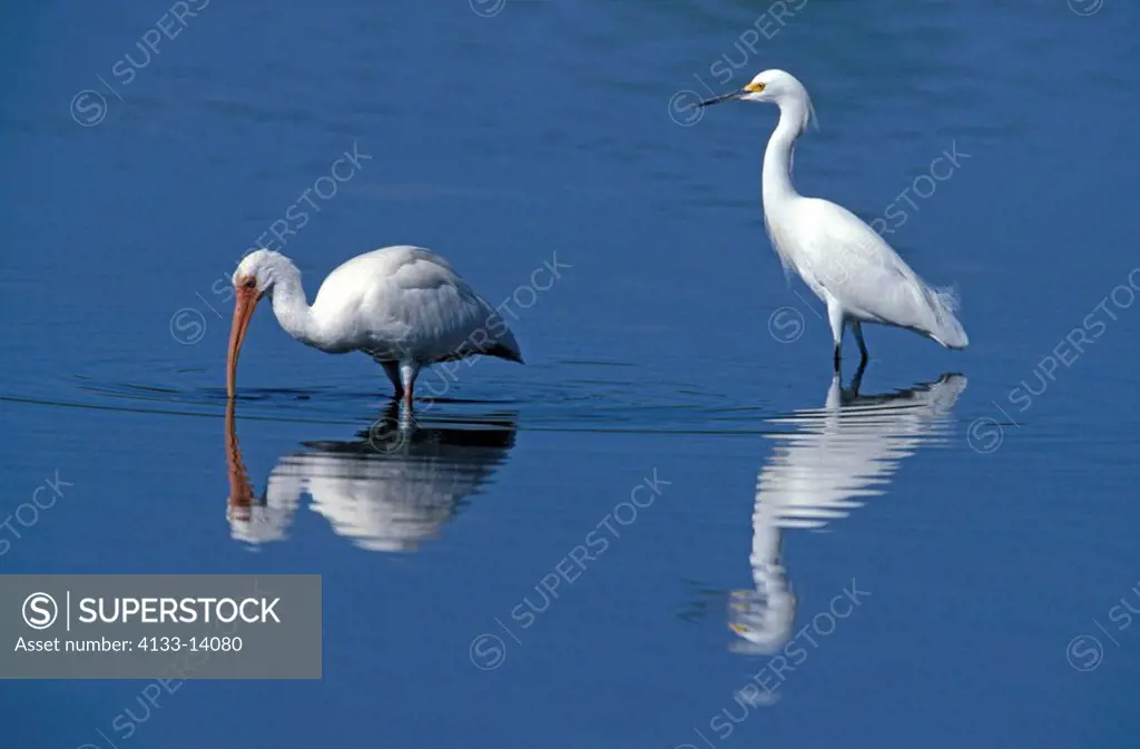 White Ibis and Snowy Egret,Eudocimus albus,Egretta thula,Sanibel Isalnd,Florida,USA,adult in water searching for food