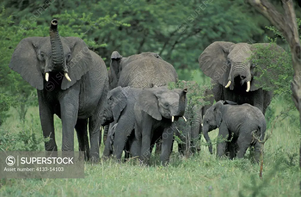 African Elephant , Loxodonta africana , Serengeti National Park , Tanzania , Africa , Adult with young , Group , Herd