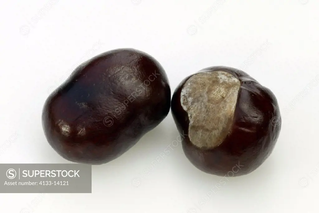 Horse Chestnut Aesculus hippocastanum Germany, fruit