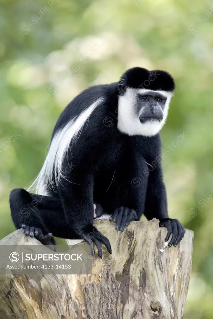 Angolan black and white Colobus Colobus angolensis Africa
