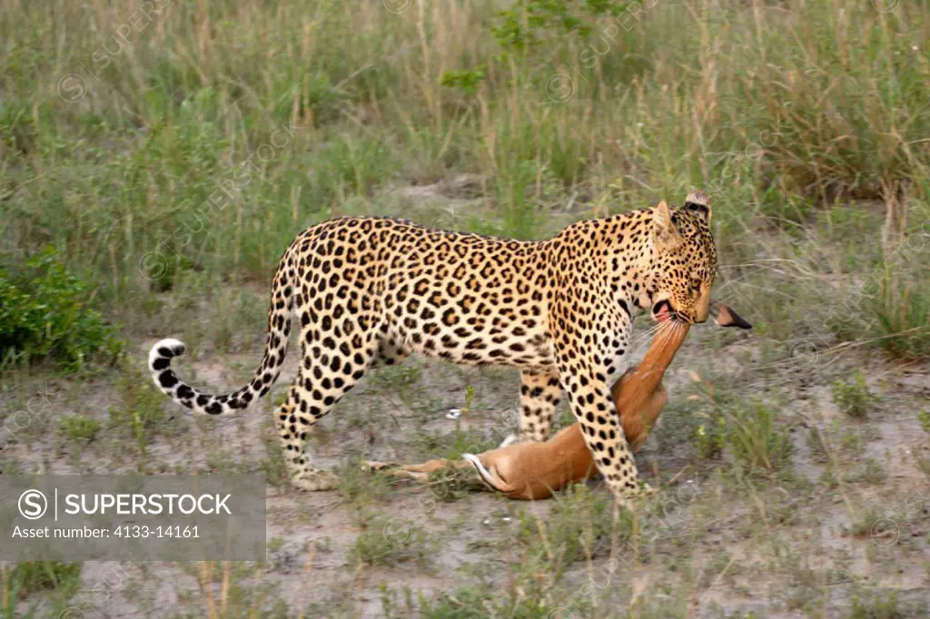Leopard, Panthera pardus, Sabie Sand Game Reserve, South Africa , Africa, adult female with kill