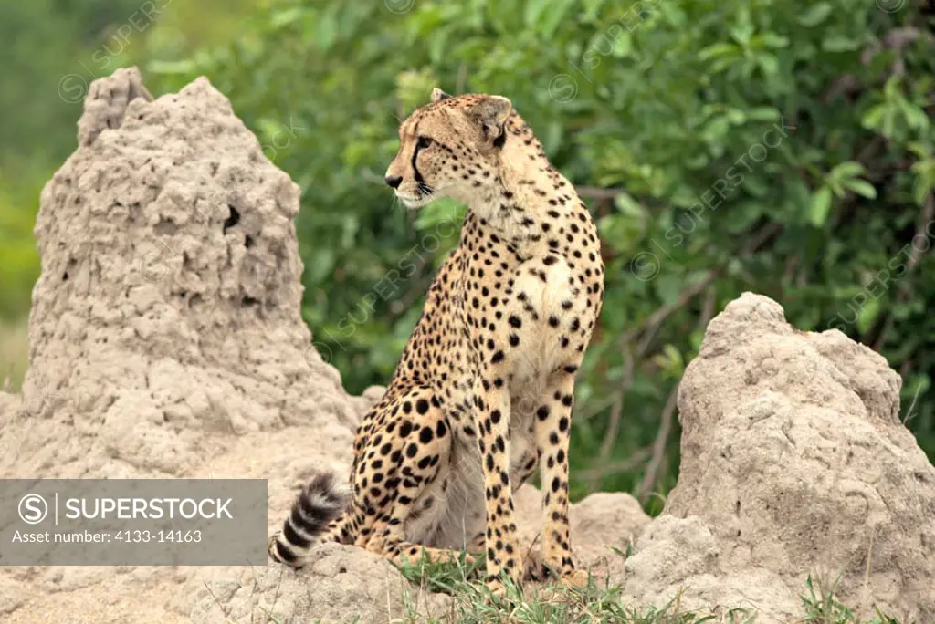 Cheetah, Acinonyx jubatus, Sabie Sand Game Reserve, South Africa , Africa, adult at termite hill