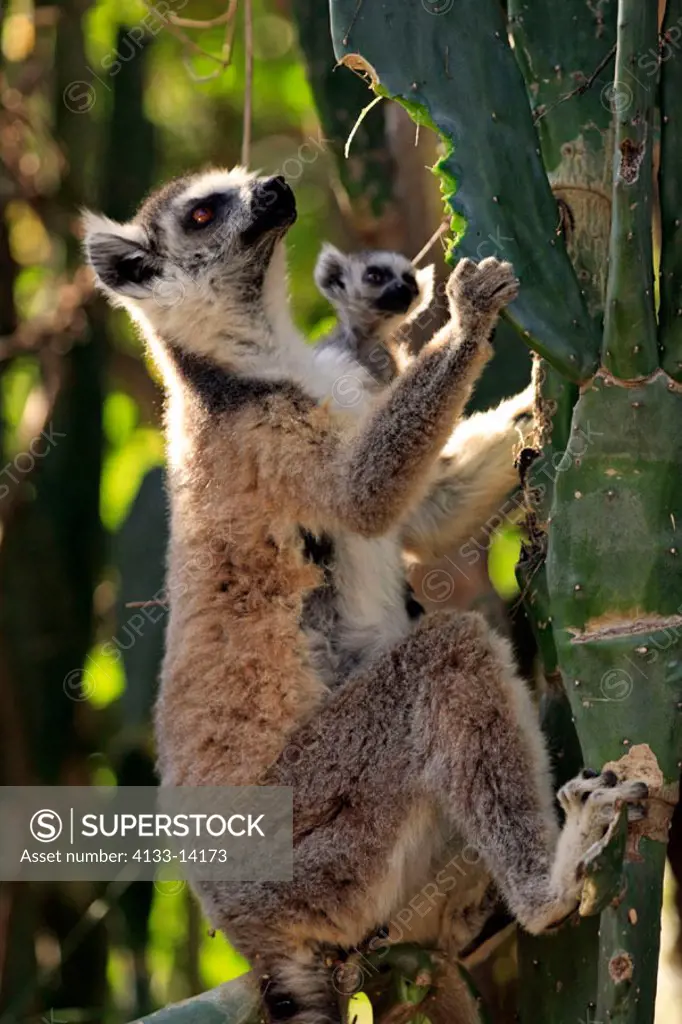 Ring Tailed Lemur, Lemur catta, Berenty Game Reserve, Madagascar, adult female with young on cactus