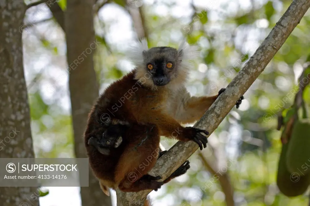 Black Lemur, Lemur macaco, Nosy Komba, Madagascar, adult female with baby on tree