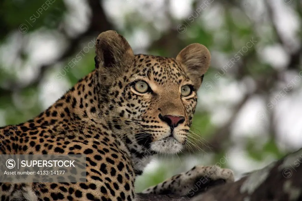 Leopard,Panthera pardus,Kruger National Park,South Africa,Sabisabi Private Game Reserve,adult on tree portrait