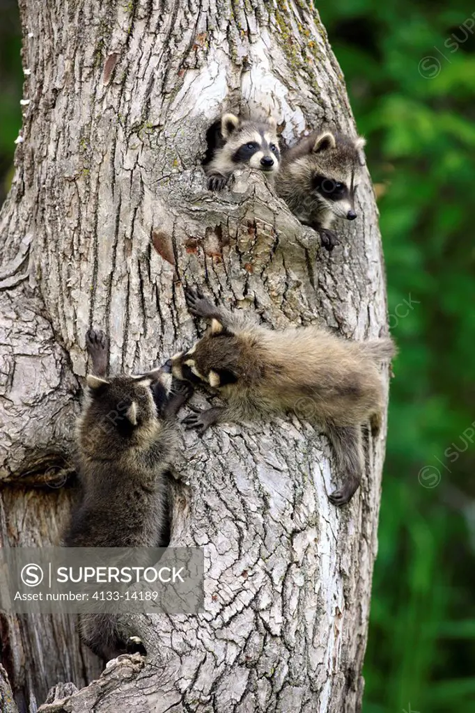 North American Raccoon,Procyon lotor,Minnesota,USA,youngs climbing at den