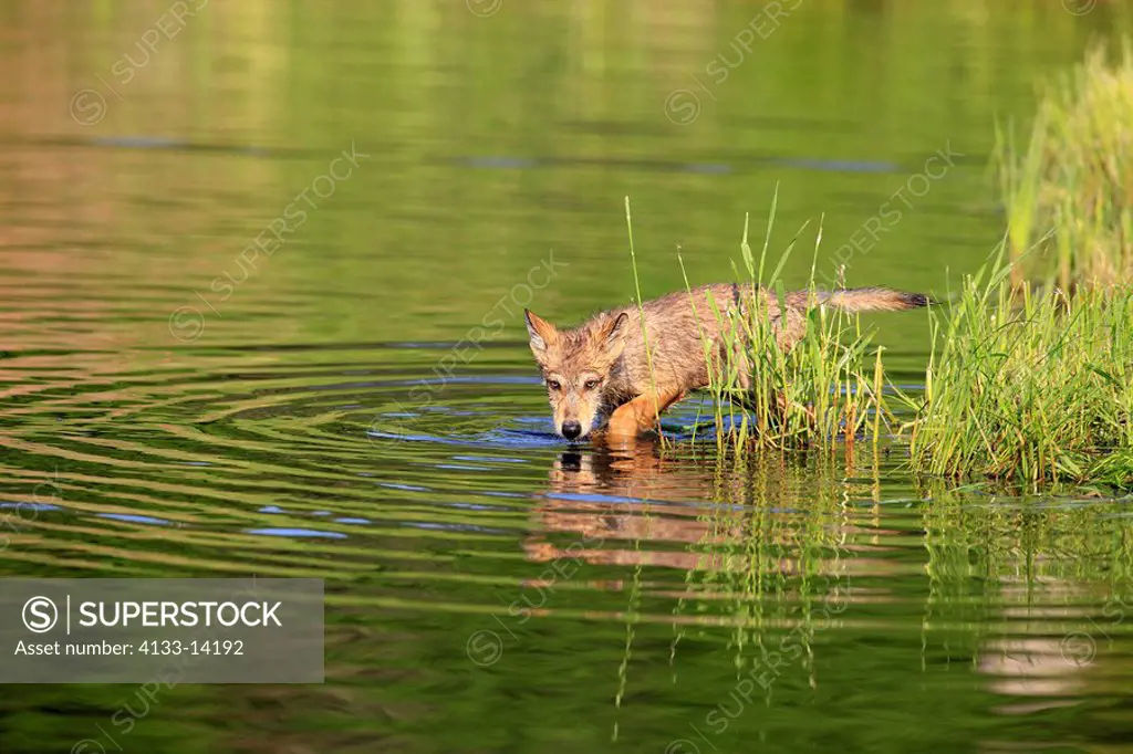 Gray Wolf,Grey Wolf,Canis lupus,Minnesota,USA,young in water
