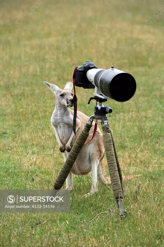 Eastern Grey Kangaroo,Macropus giganteus,Australia,young with camera on tripod