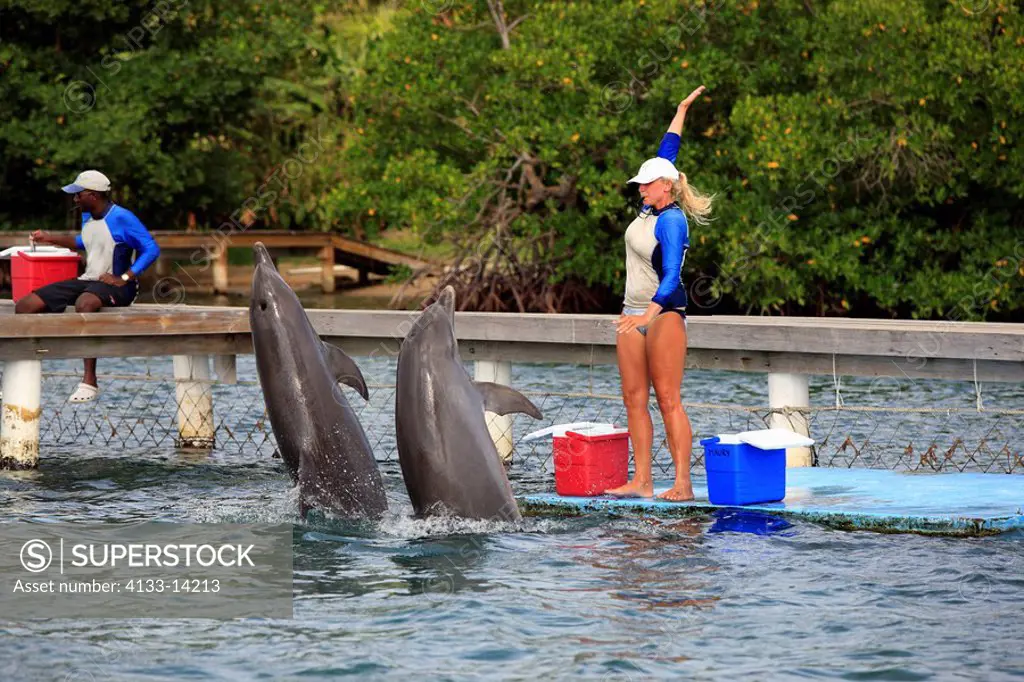 Bottle_nosed Dolphin,Bottle Nosed Dolphin,Bottle Nose Dolphin,Tursiops truncatus,Roatan,Honduras,Caribbean,Central America,Lateinamerica,two adults tr...
