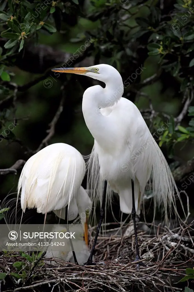 Great White Egret,Egretta alba,Florida,USA,youngs with parents on tree in nest begging for food
