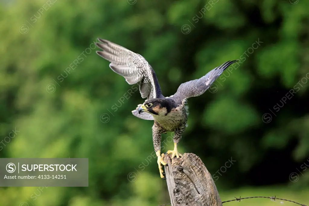 Peregrine falcon,Falco peregrinus,Germany,Europe,adult male on branch