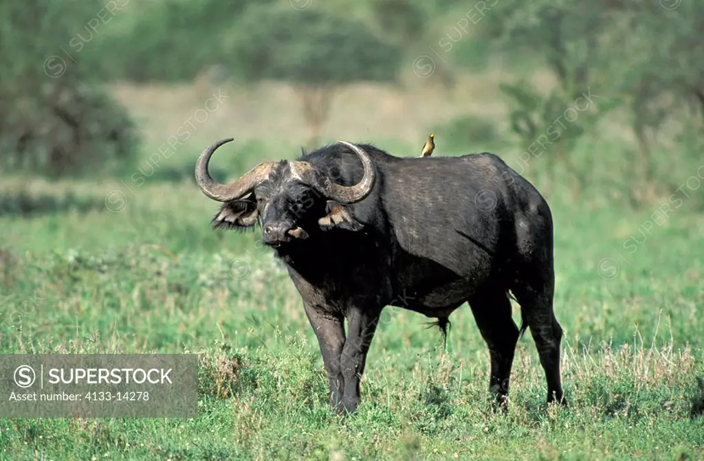 African Buffalo,Syncerus caffer,Serengeti Nationalpark,Tanzania,Africa,adult