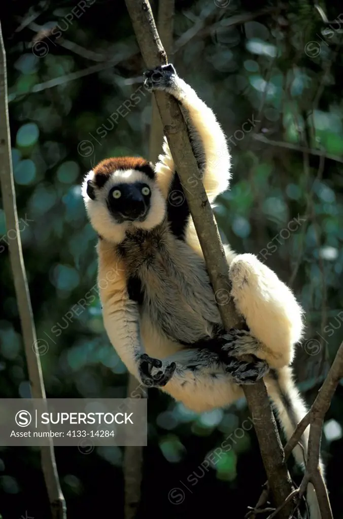 Verreaux`s Sifaka,Propithecus verreauxi,Berenty Game Reserve,Madagascar,Africa,adult on tree