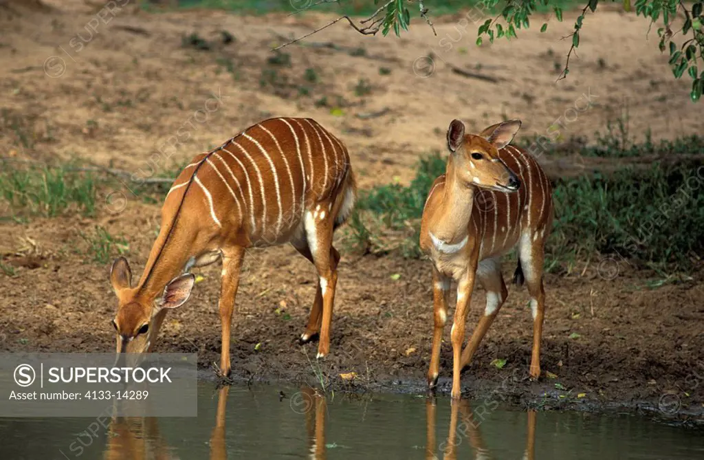 Nyala,Tragelaphus angasi,Mkuzi Game Reserve,South Africa,Africa,adult females drinking at water