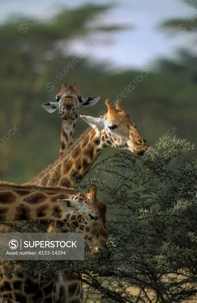 Rothschild Giraffe,Giraffa camelopardalis rothschildi,Nakuru Nationalpark,Kenya,Africa,group of adults feeding