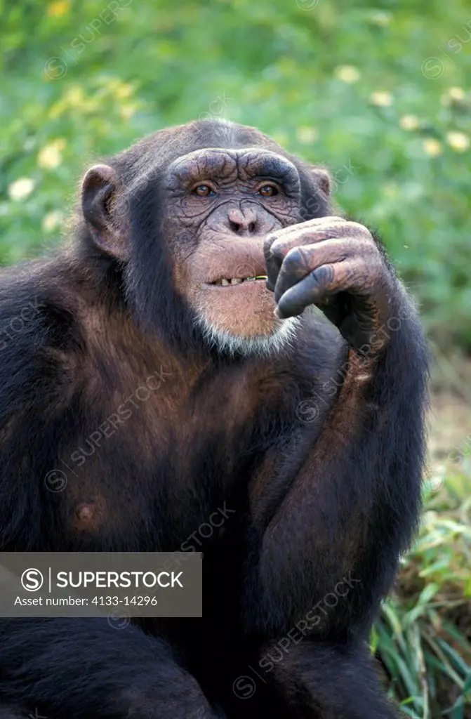 Chimpanzee,Pan troglodytes troglodytes,Africa,young begging for food