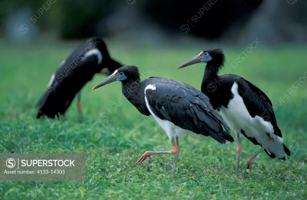 Abdim`s Stork, Ciconia abdimii, Africa, group of adults