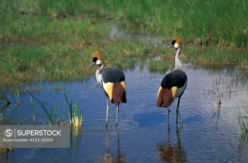 Crowned Crane, Balearica regulorum, Amboseli Nationalpark, Kenya, adult couple