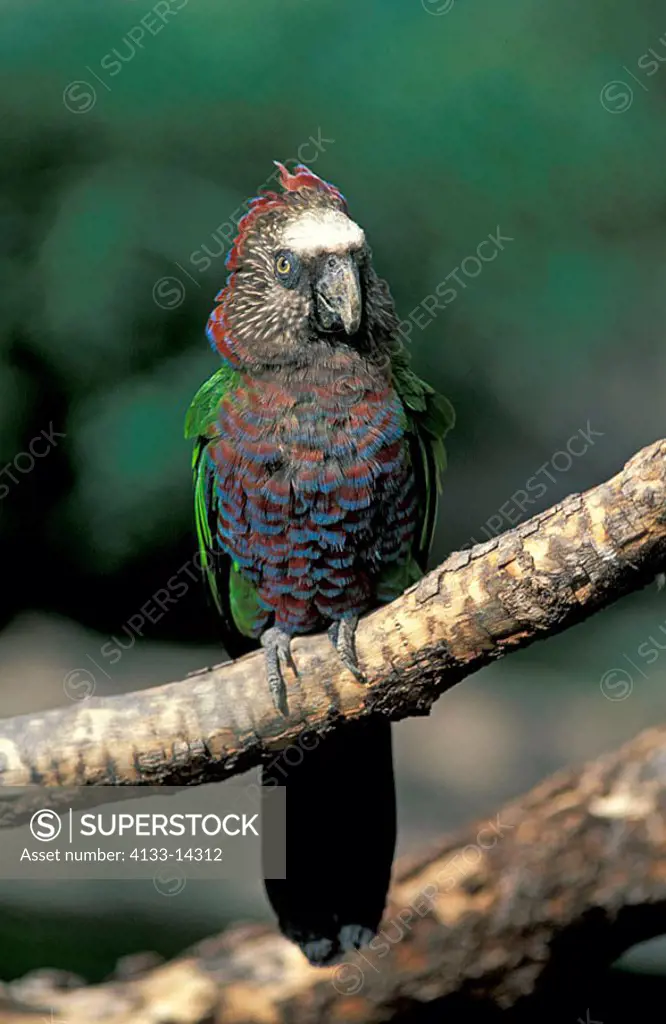 Red Fan Parrot Deroptyus accipitrinus Brazil South America