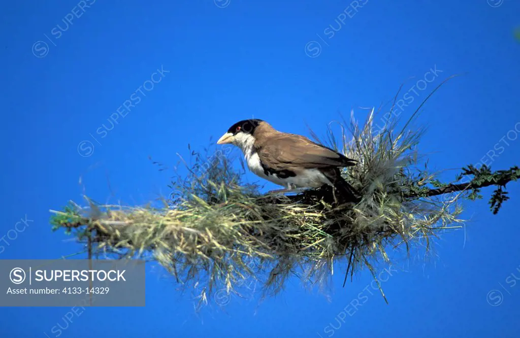 Black-Capped Social Weaver,Pseudonigrita cabanisi,Samburu Game Reserve,Kenya,Africa,adult male builds nest