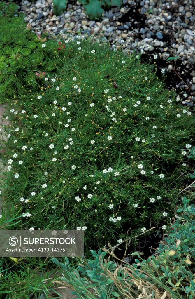 Irish Moss, Sagina subulata, Germany, bloom