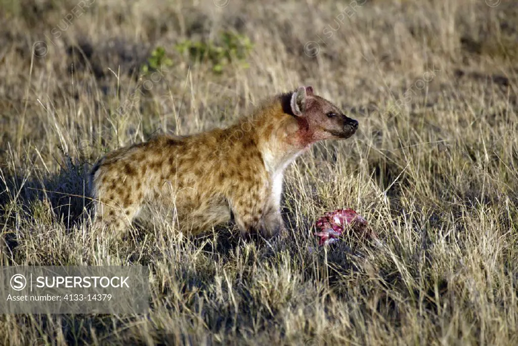 Spotted Hyaena, Crocuta crocuta, Masai Mara, Kenya, adult with prey