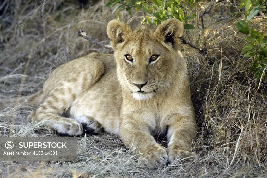 Lion, Panthera leo, Masai Mara, Kenya, cub