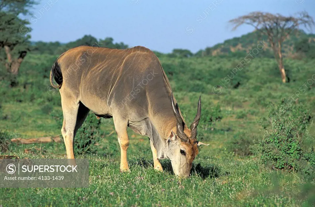 Eland,Taurotragus oryx,Samburu Game Reserve,Kenya,Africa,adult male feeding