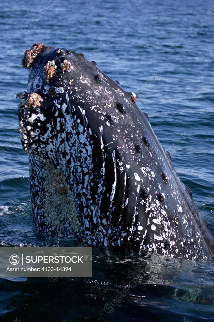 Humpback Whale Megaptera novaeangliae Hermanus South Africa Africa