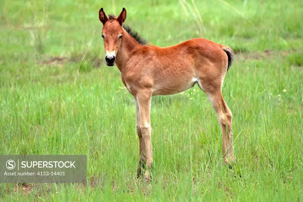 Horse, Equus spec, South Africa , Africa, young foal