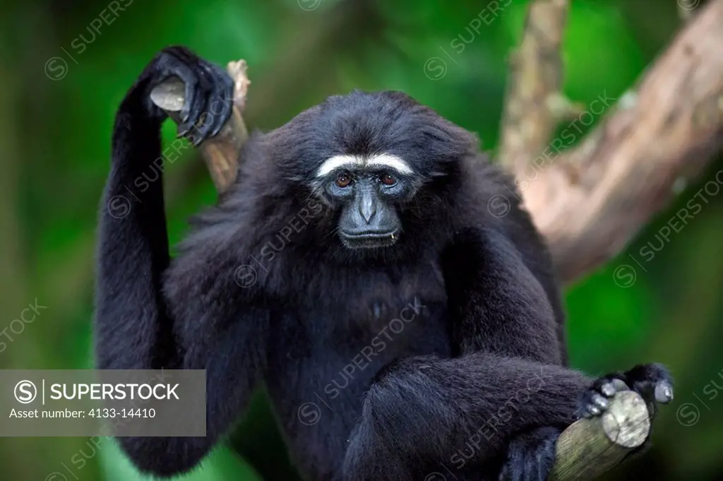 Dark handed Gibbon,Hylobates agilis,Asia,adult on tree portrait