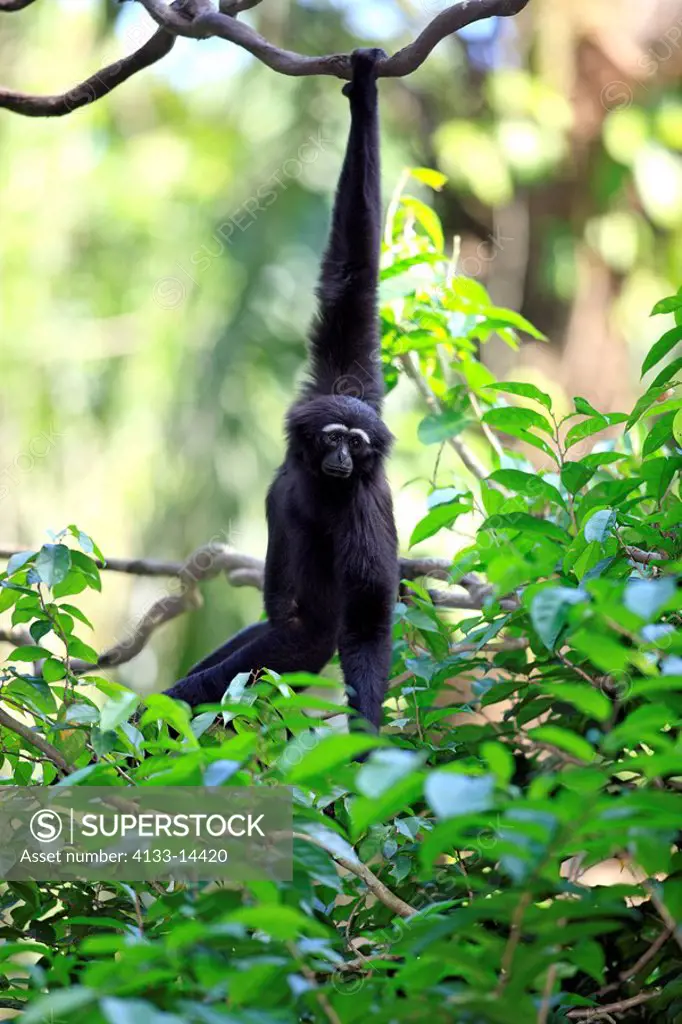 Dark handed Gibbon,Hylobates agilis,Asia,adult climbing on tree