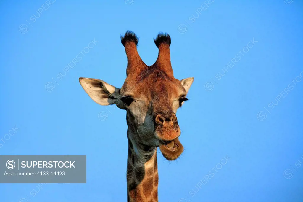 Cape Giraffe,Giraffa camelopardalis giraffa,Kruger Nationalpark,South Africa,Africa,adult portait