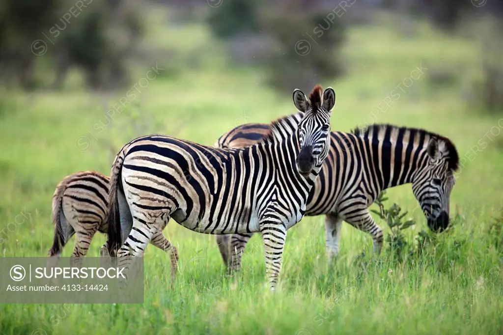 Plains Zebra,Burchell´s Zebra,Equus burchelli boehmi,Kruger Nationalpark,South Africa,Africa,group of adults