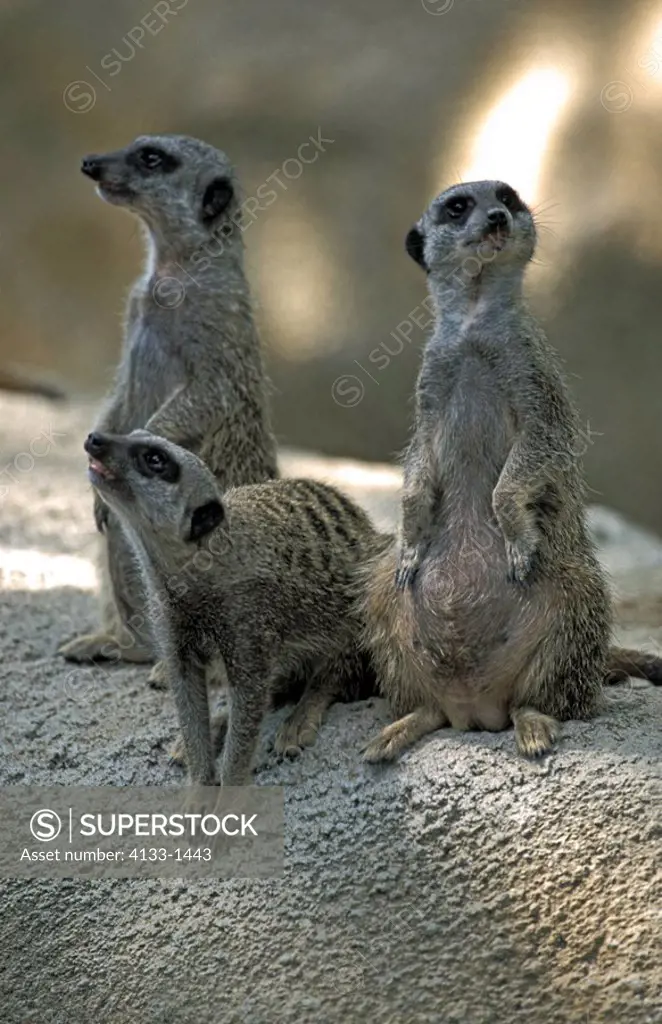 Suricate,Suricate suricatta,South Africa,Africa,group of adults on rock