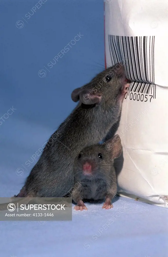 House Mouse,Mus musculus,Germany,adults feeding on flour bag