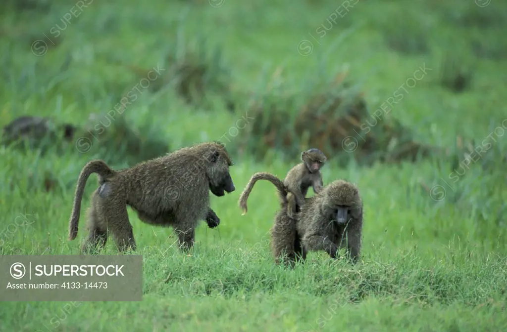 Anubis Baboon , Papio anubis , Lake Manyara , Tanzania , Africa , Adults , females with young , searching for food