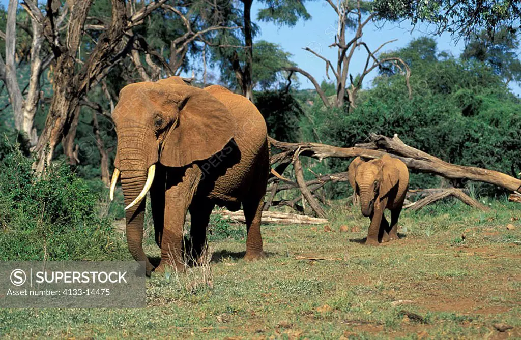 African Elephant Loxodonta africana Samburu Game Reserve Kenya Africa