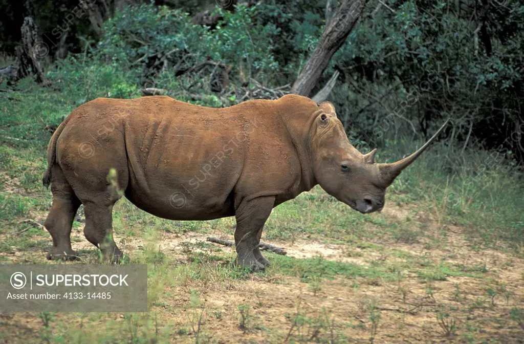 White Rhinoceros,Square Lipped Rhinoceros,Ceratotherium simum,Mkuzi Game Reserve,Natal,South Africa,adult